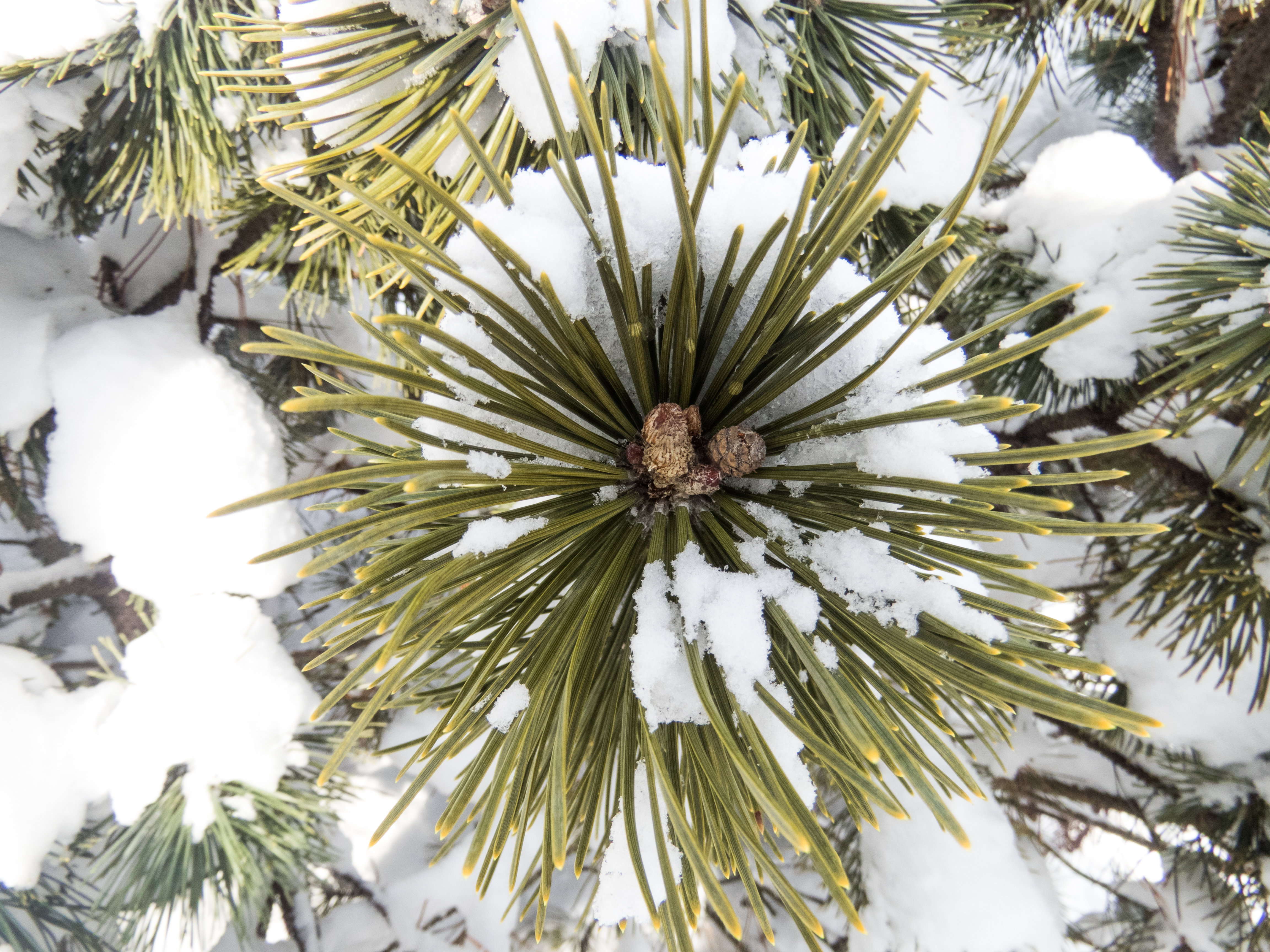 Snow Covered Pine Leaves - Free Stock Photo | FOCA Stock