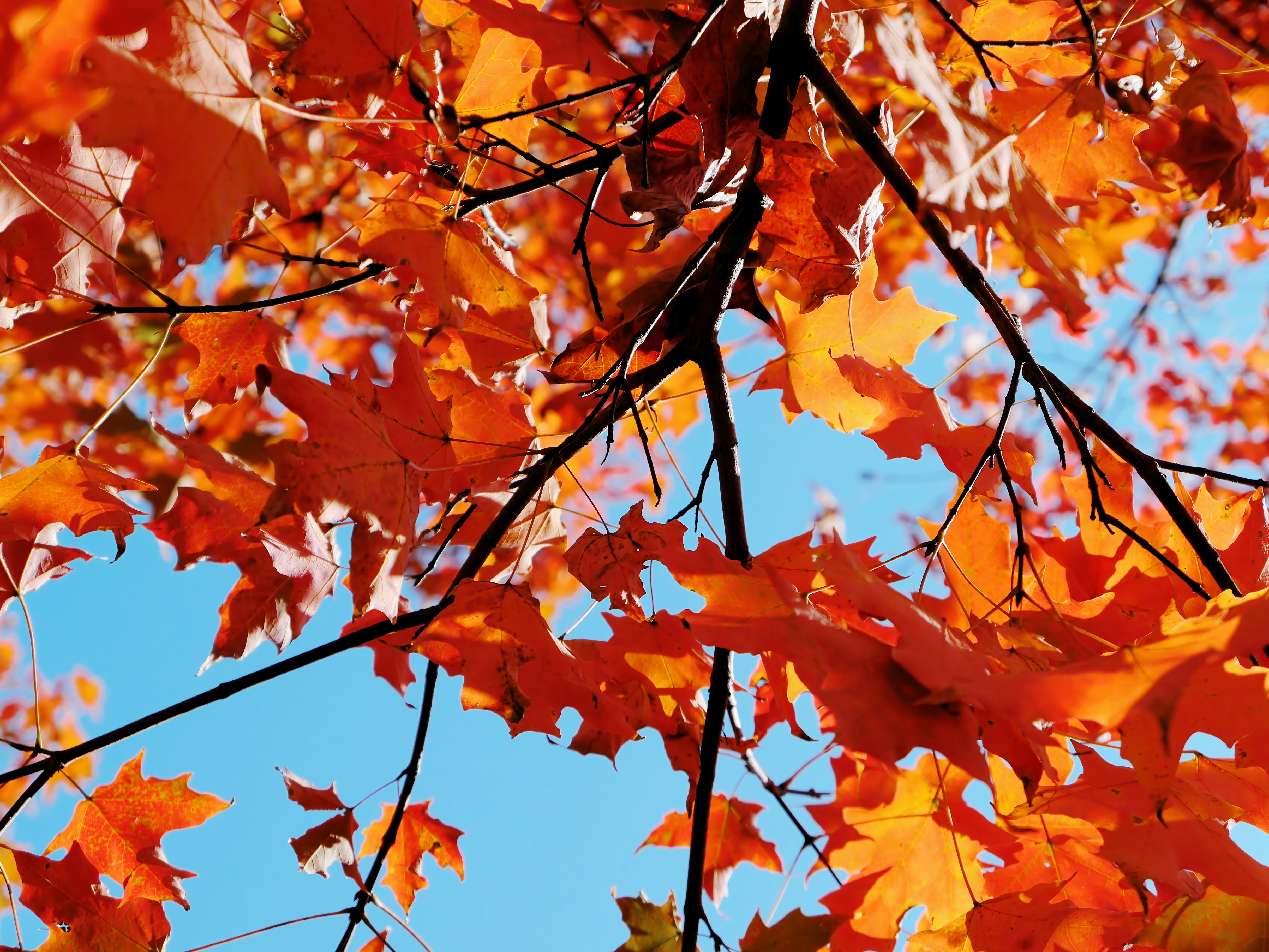 Fall Leaves in Tree - Free Stock Photo | FOCA Stock