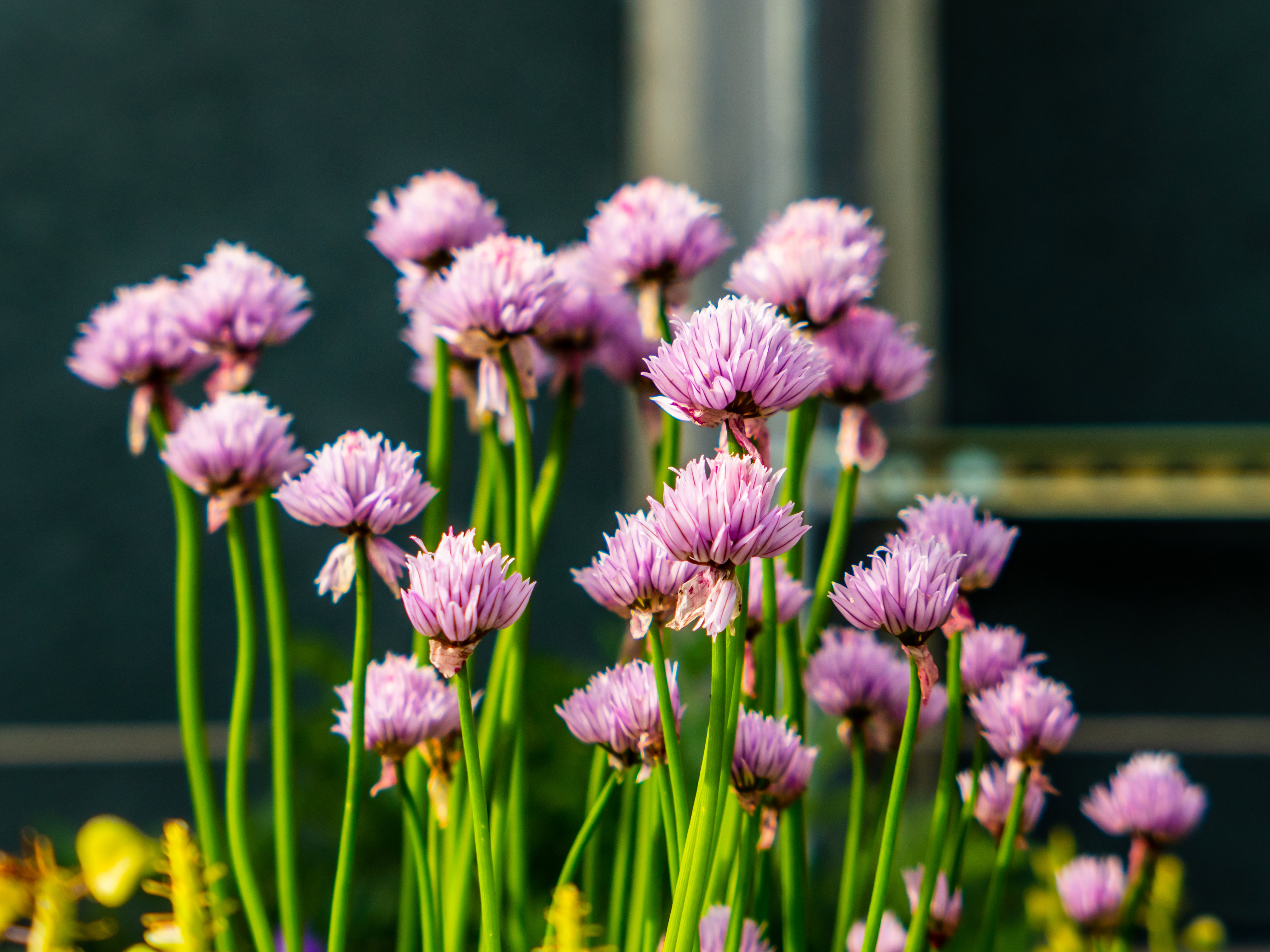 Pink Flowers in Garden - Free Stock Photo | FOCA Stock