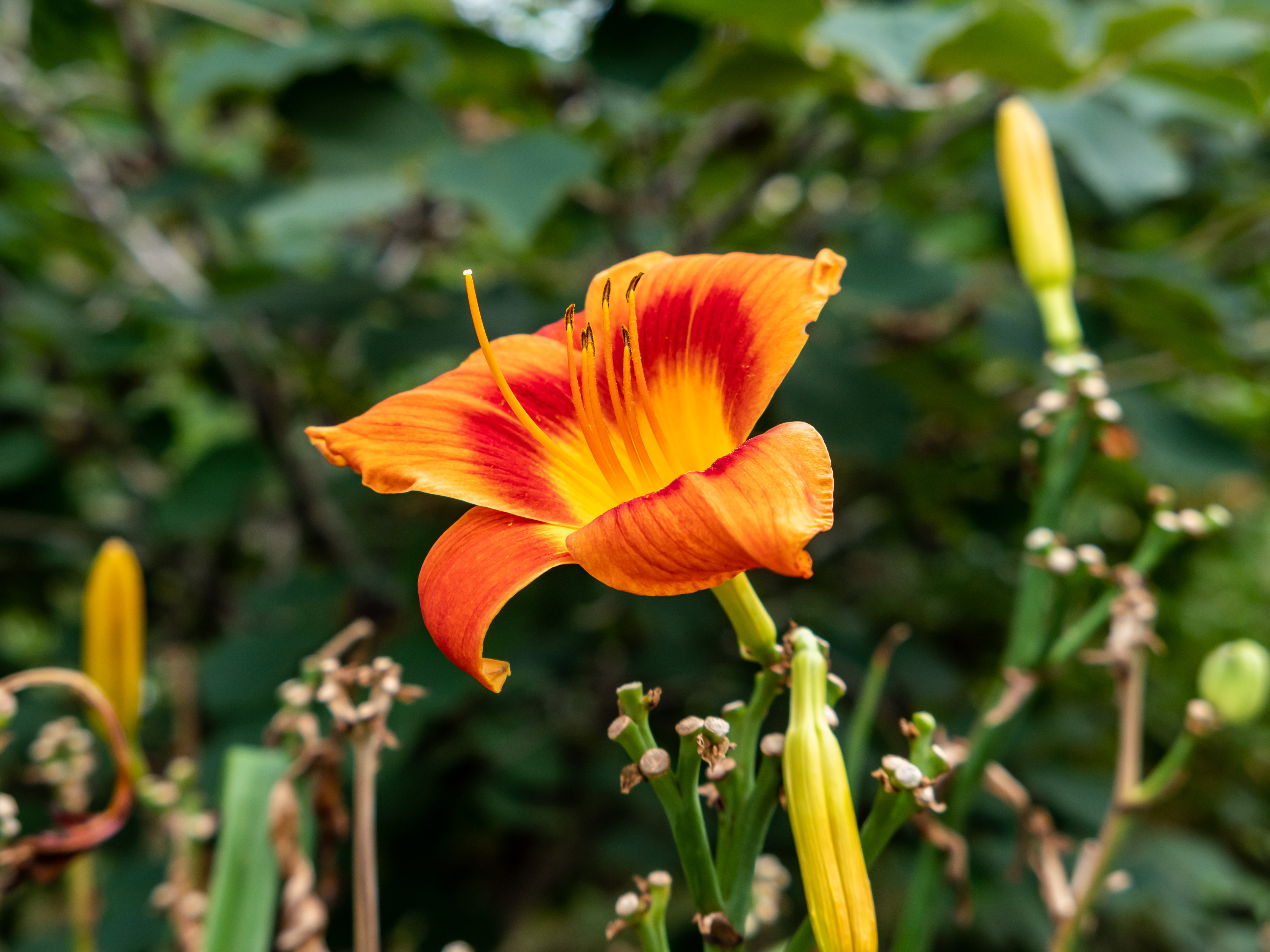 Spring Stock Photos, Videos & Templates | FOCA Stock
