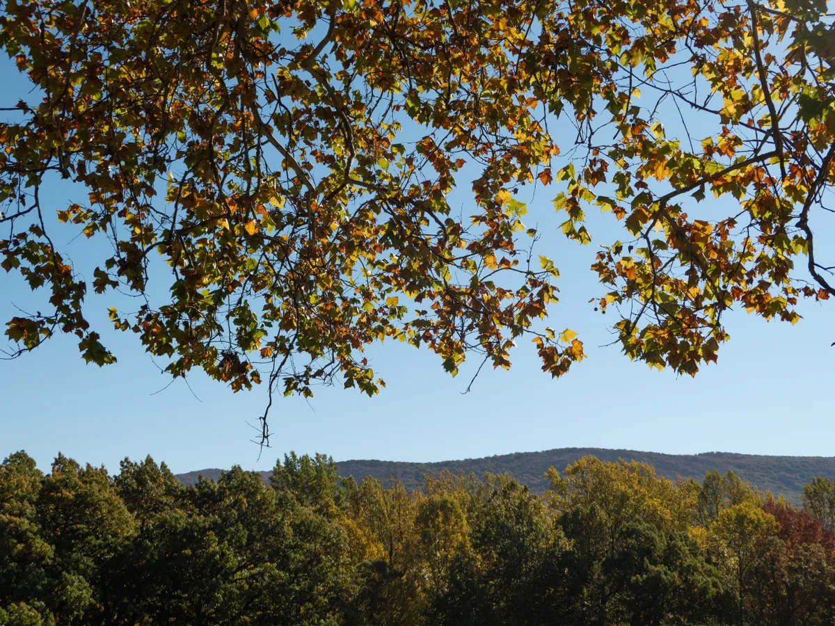 Autumn Leaves Against Blue Sky - Free Stock Photo | FOCA Stock