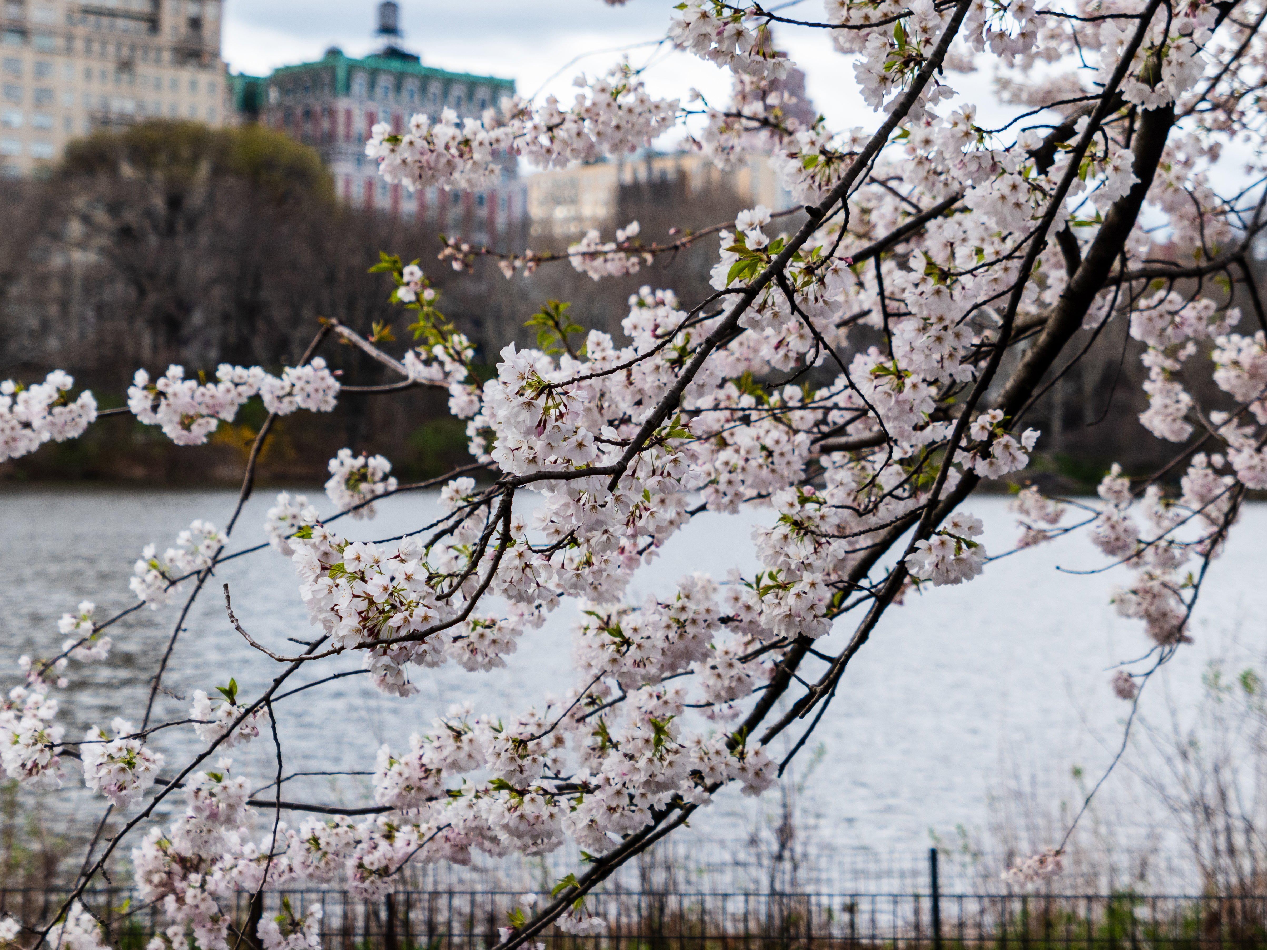 Cherry Blossoms by the Lake - Free Stock Photo | FOCA Stock