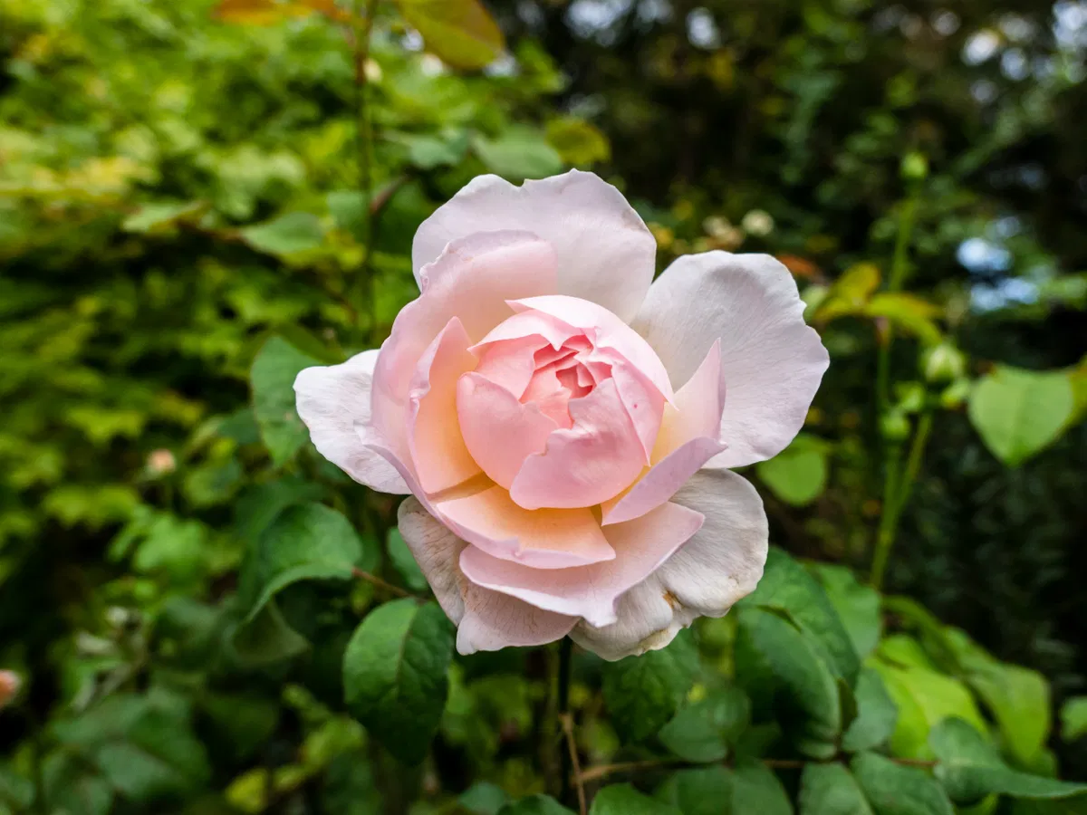 Pink Flower in Garden - Free Stock Photo | FOCA Stock