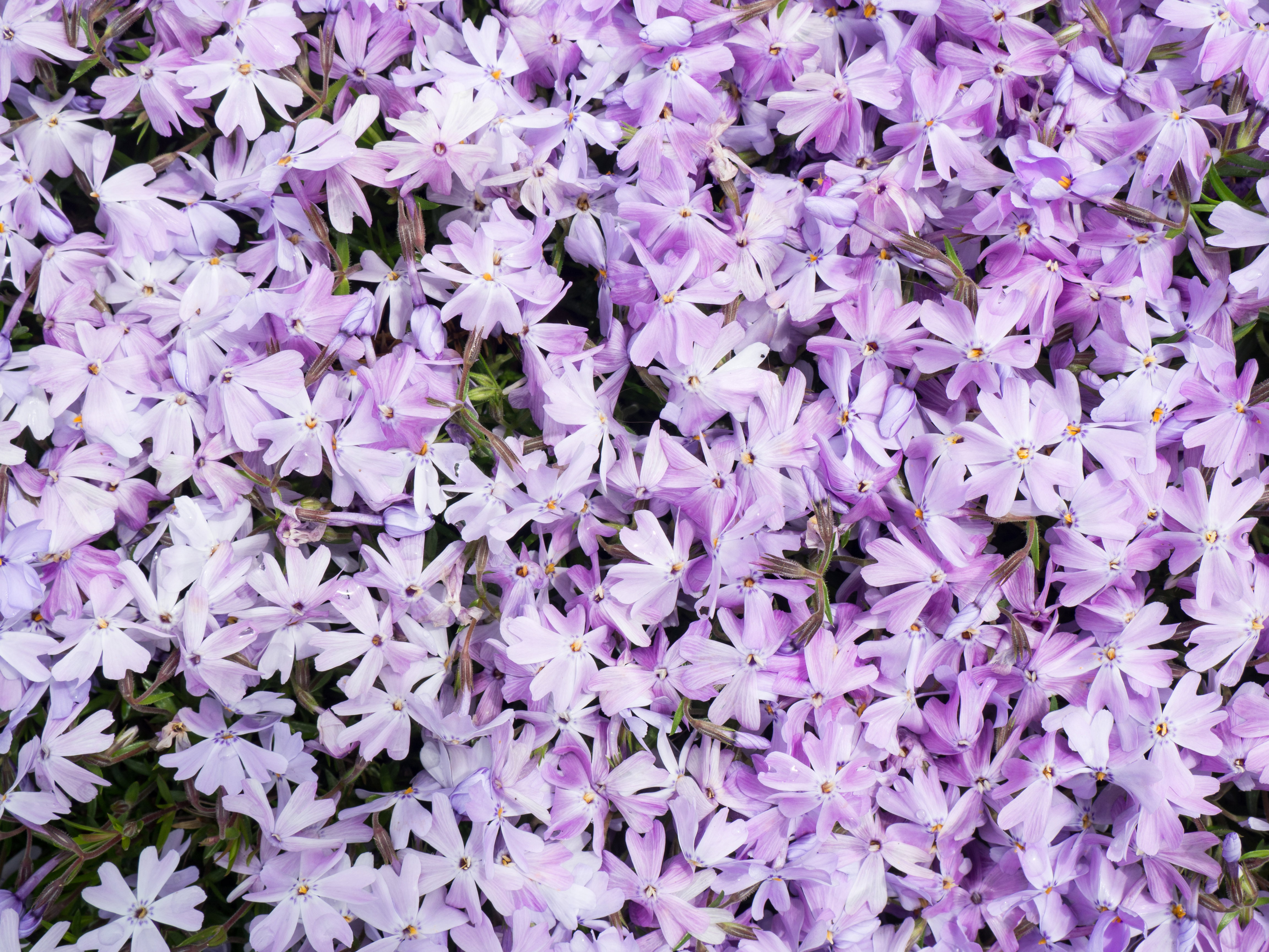 White and Purple Flowers - Free Stock Photo | FOCA Stock