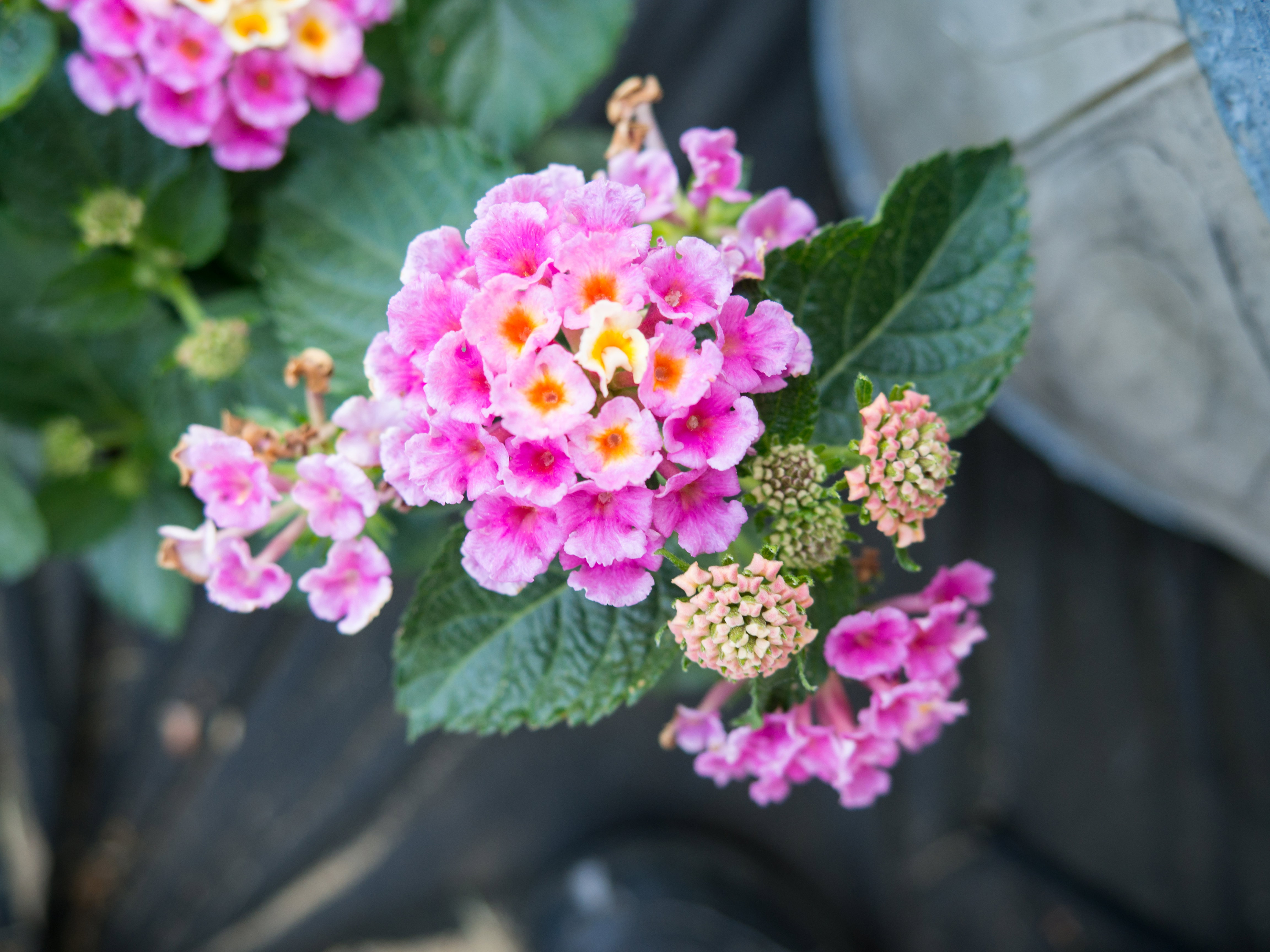 Pink Flowers in Garden - Free Stock Photo | FOCA Stock