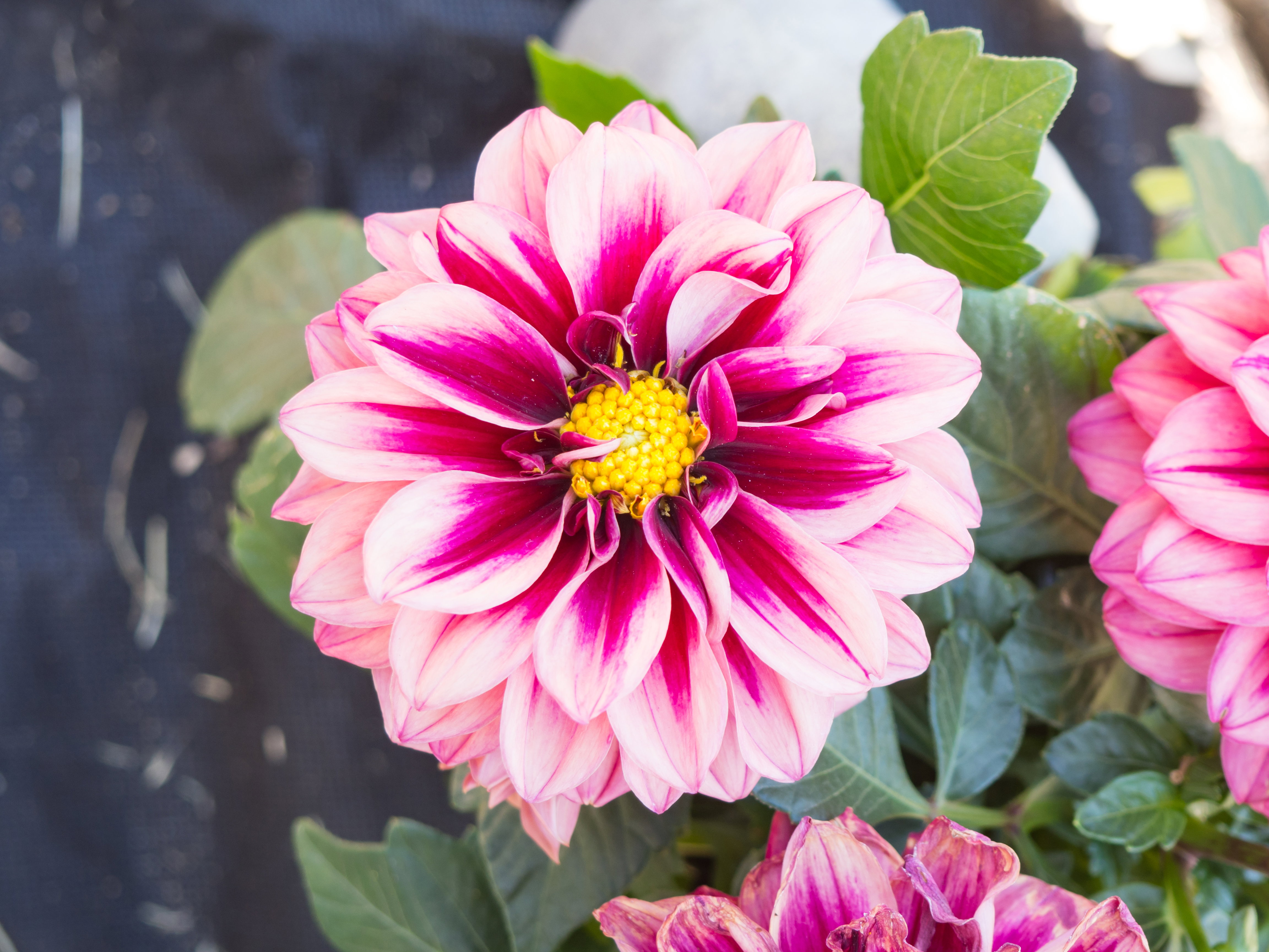 Red and Yellow Flower in Garden - Free Stock Photo | FOCA Stock