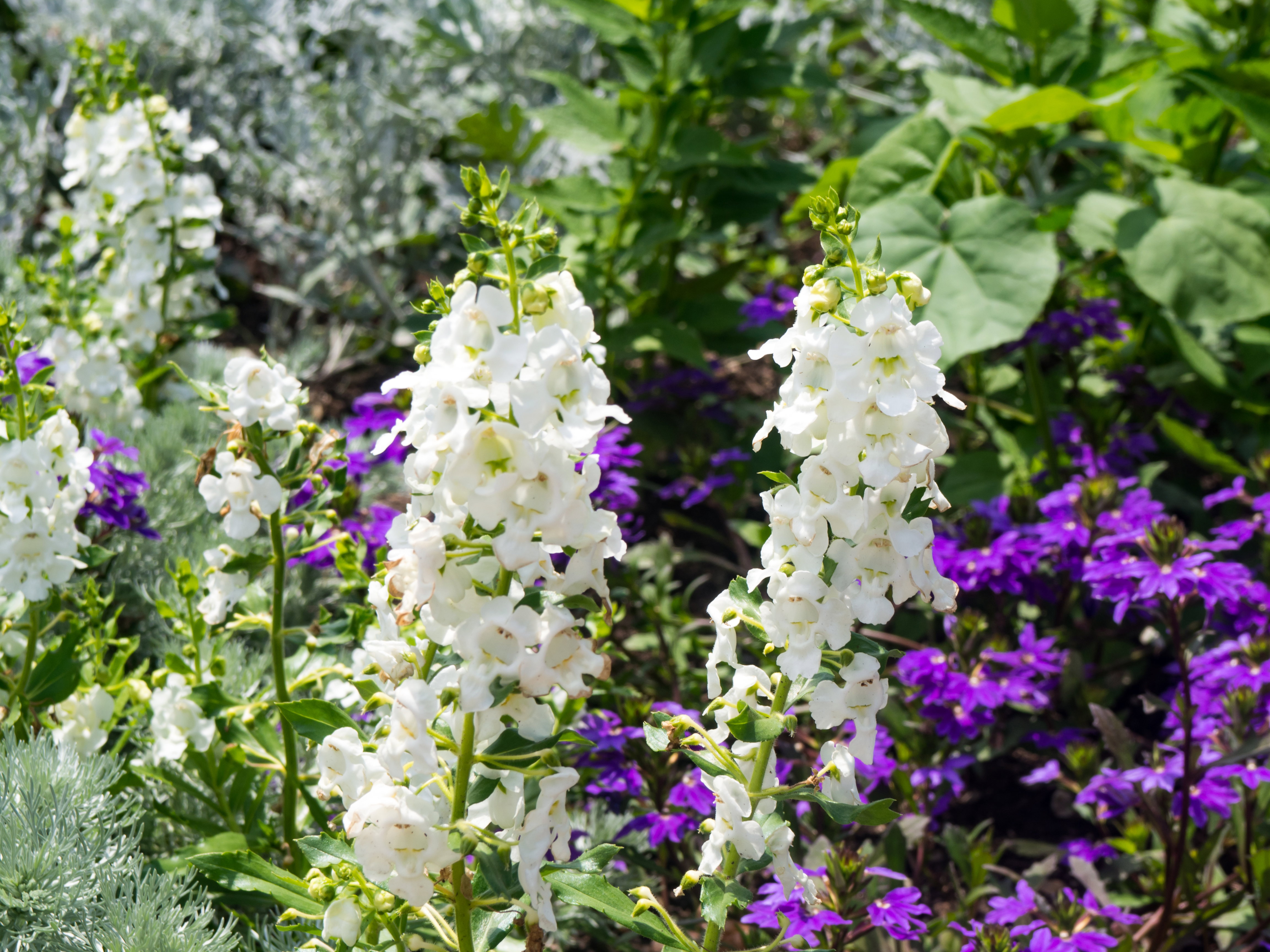 White and Purple Flowers - Free Stock Photo | FOCA Stock
