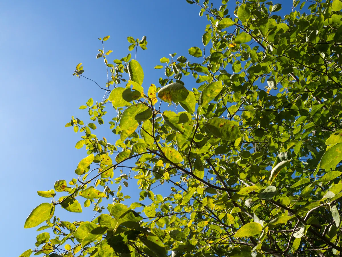 Leaves on Tree Over Blue Sky - Free Stock Photo | FOCA Stock