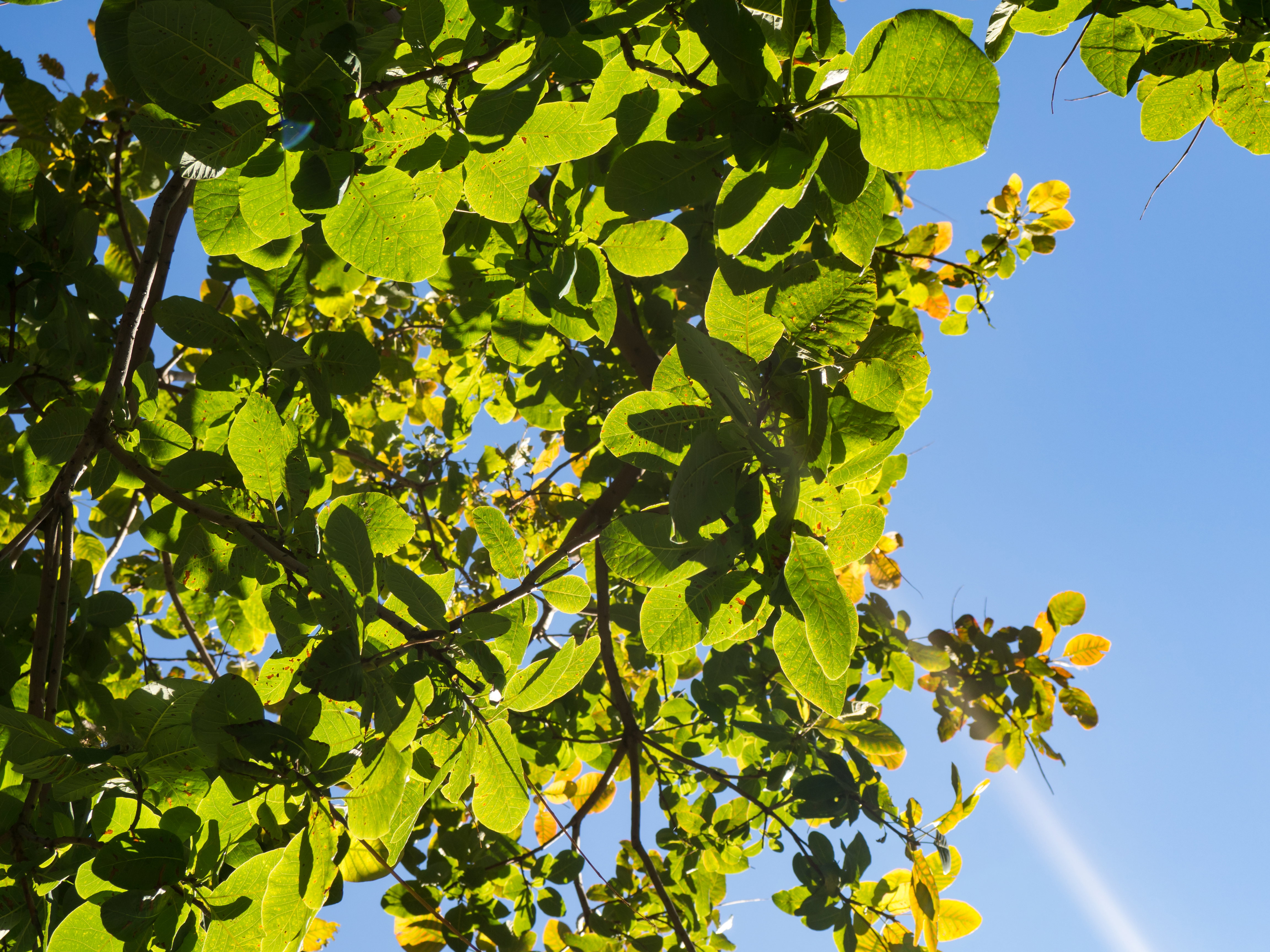 Leaves on Tree Over Blue Sky - Free Stock Photo | FOCA Stock