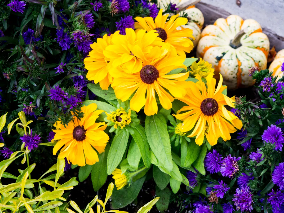 Yellow and Purple Flowers in Garden - Free Stock Photo | FOCA Stock