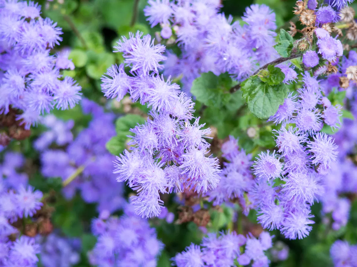 Purple Flowers in Garden - Free Stock Photo | FOCA Stock