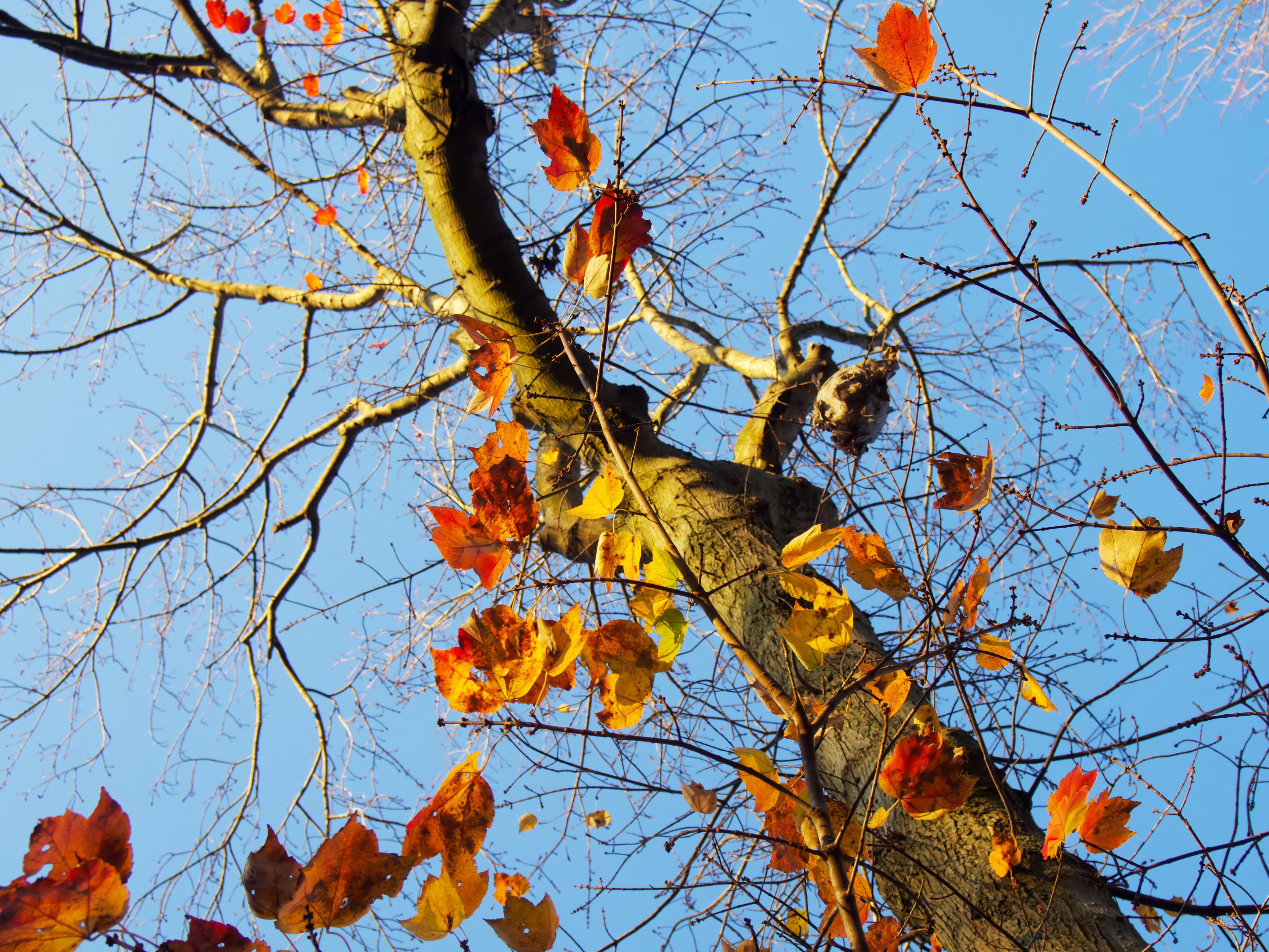 Fall Leaves in Tree - Free Stock Photo | FOCA Stock